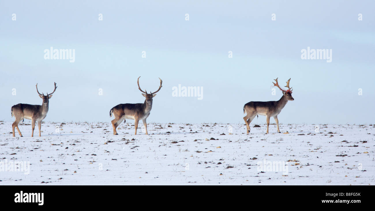 Tre esemplari di daini Dama Dama Bucks camminare su strade coperte di neve campo Foto Stock