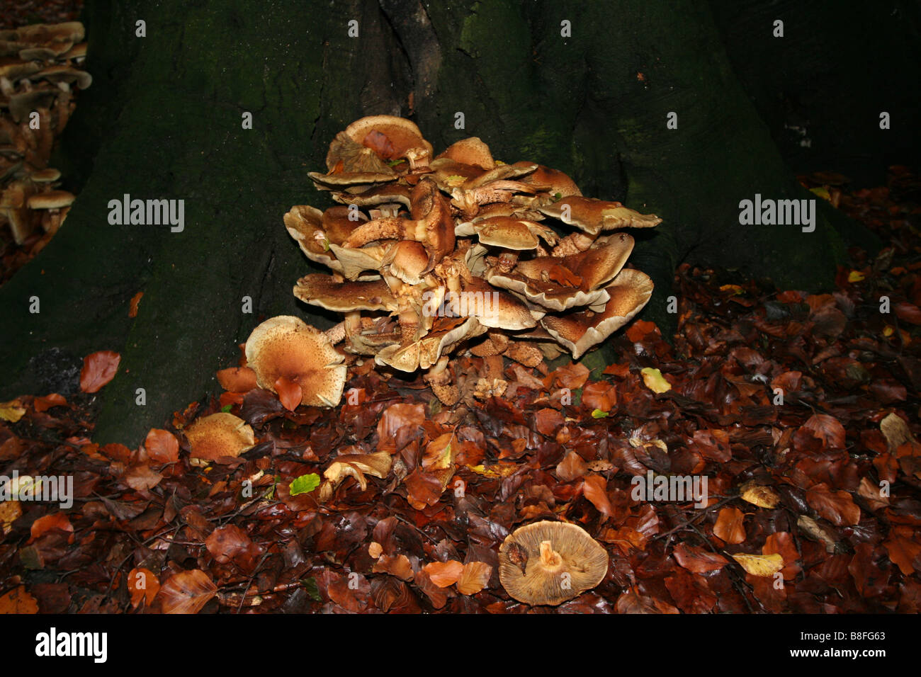 Il fungo alla base degli alberi nei boschi Foto Stock