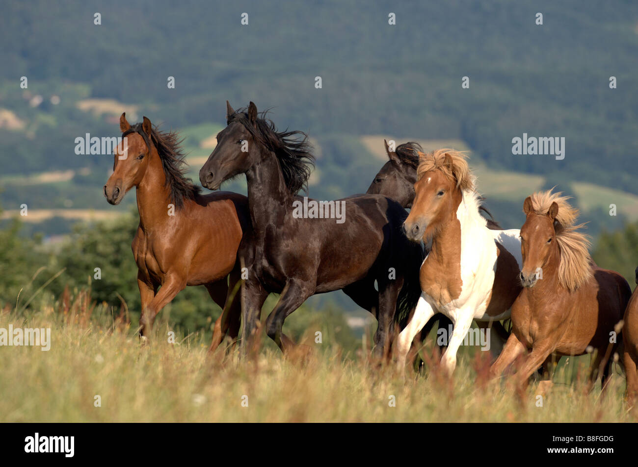 Giovani stalloni (Equus caballus ferus) di diverse razze in galoppo su un prato Foto Stock