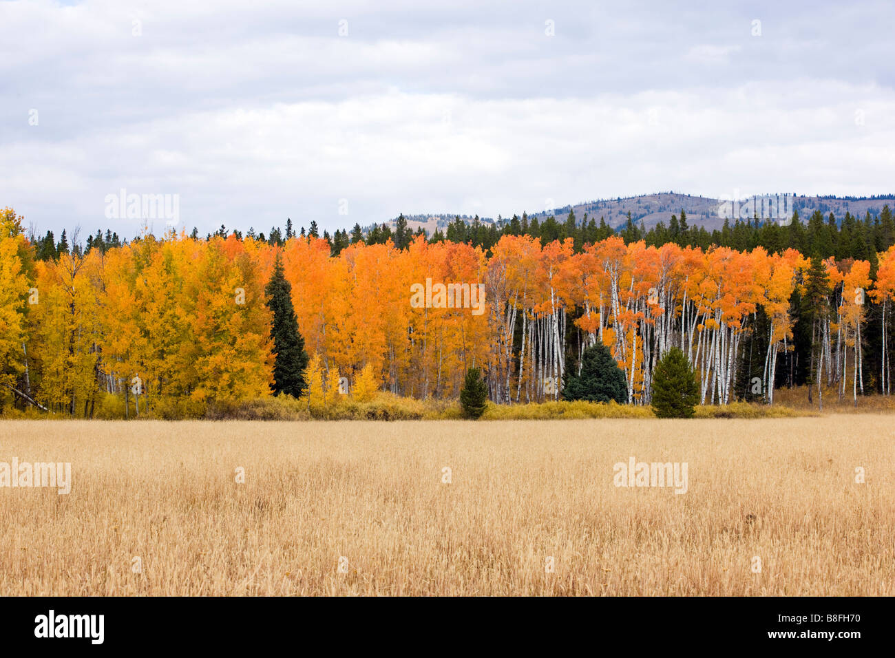 Aspen alberi dorate in autunno il colore vicino a Rt 89 287 e Arizona Island Grand Teton National Park Wyoming USA Foto Stock