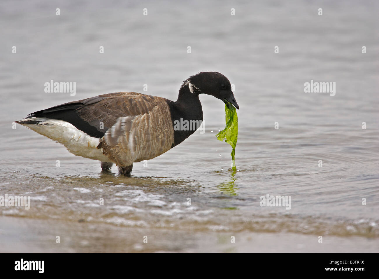 American Brant (Branta bernicla hrota) alimentazione Foto Stock