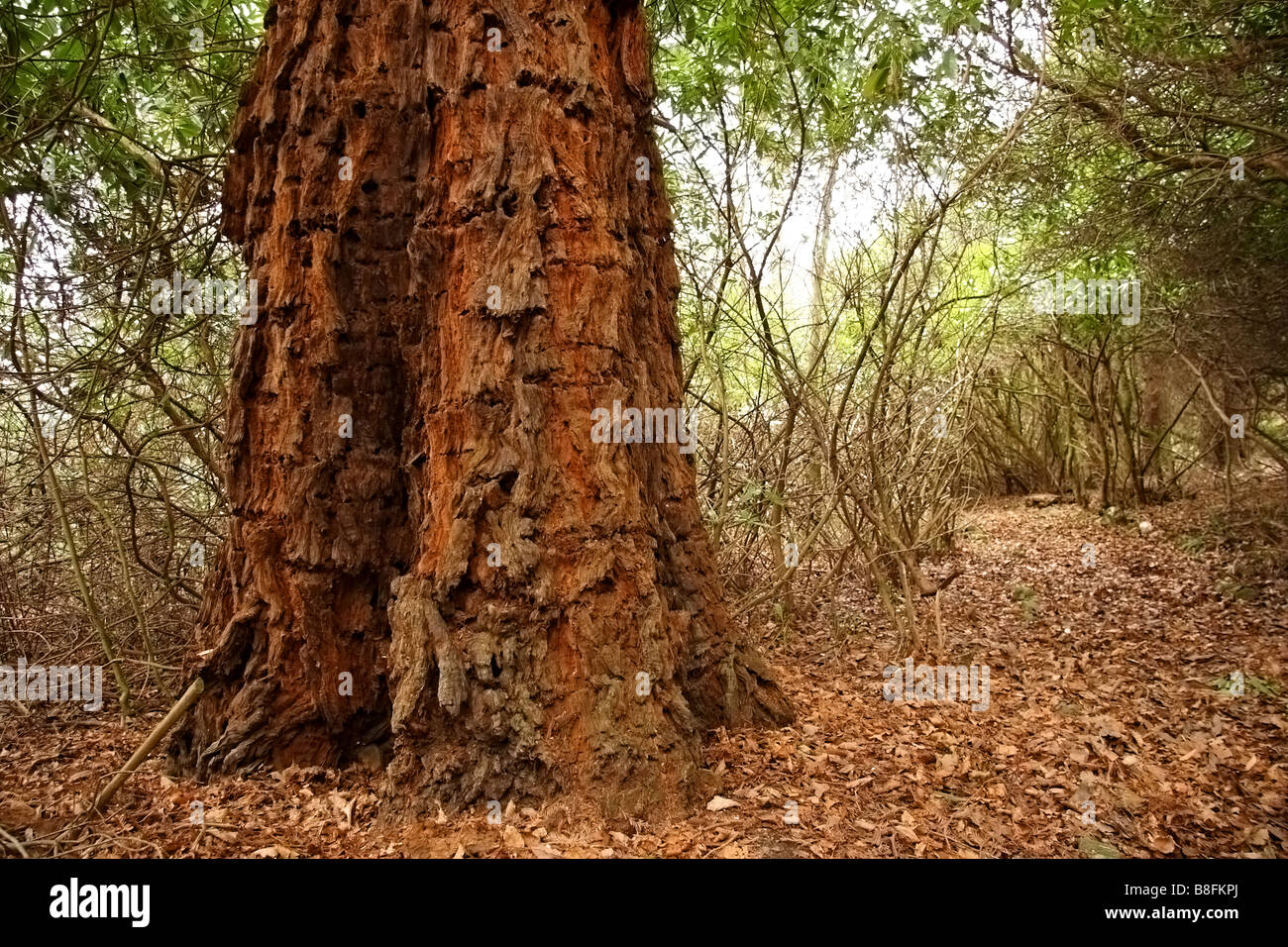 Albero in una foresta Foto Stock