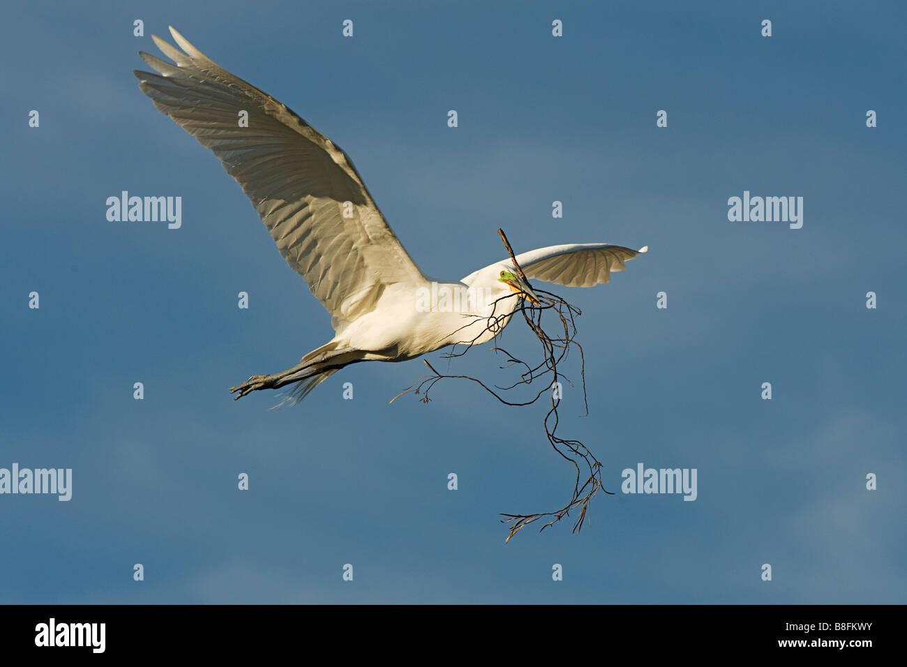 Airone bianco maggiore,Ardea alba, in volo con materiale di nesting Foto Stock