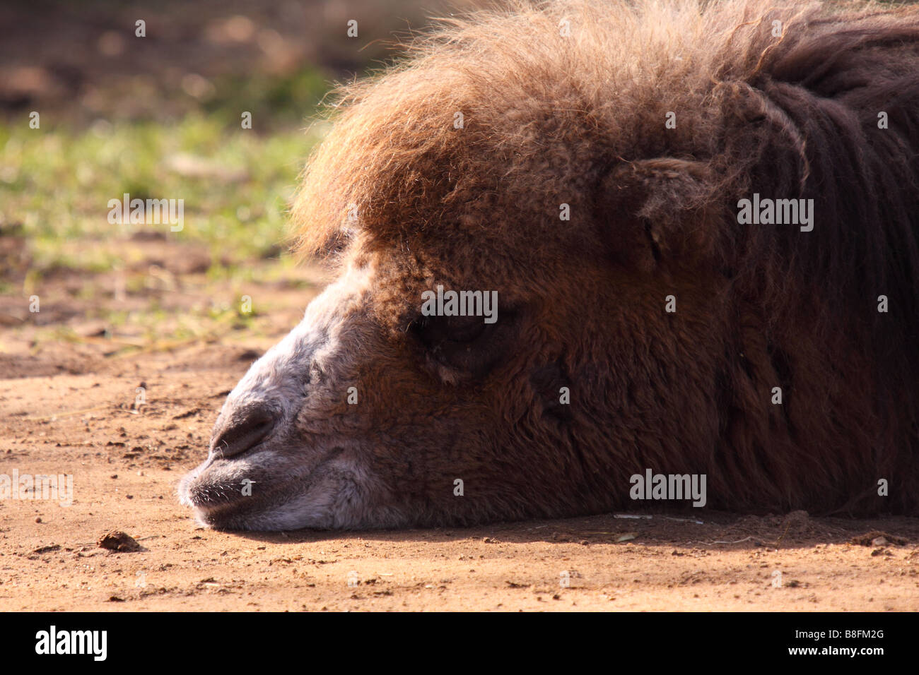 Bactrian Camel Camelus bactrianus dormire in Leicestershire Foto Stock