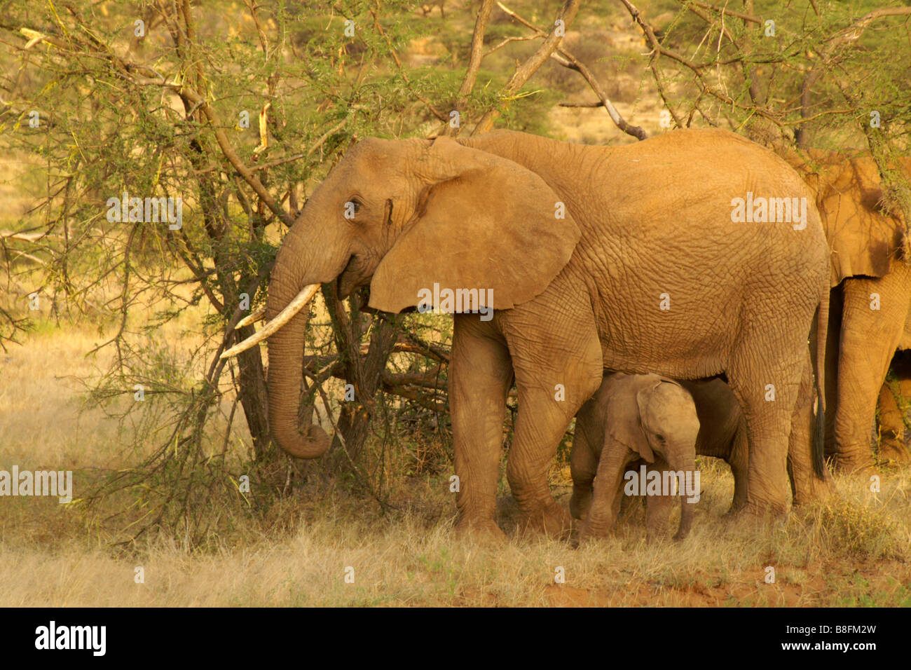 Elephant il ricovero di vitello, Samburu, Kenya Foto Stock