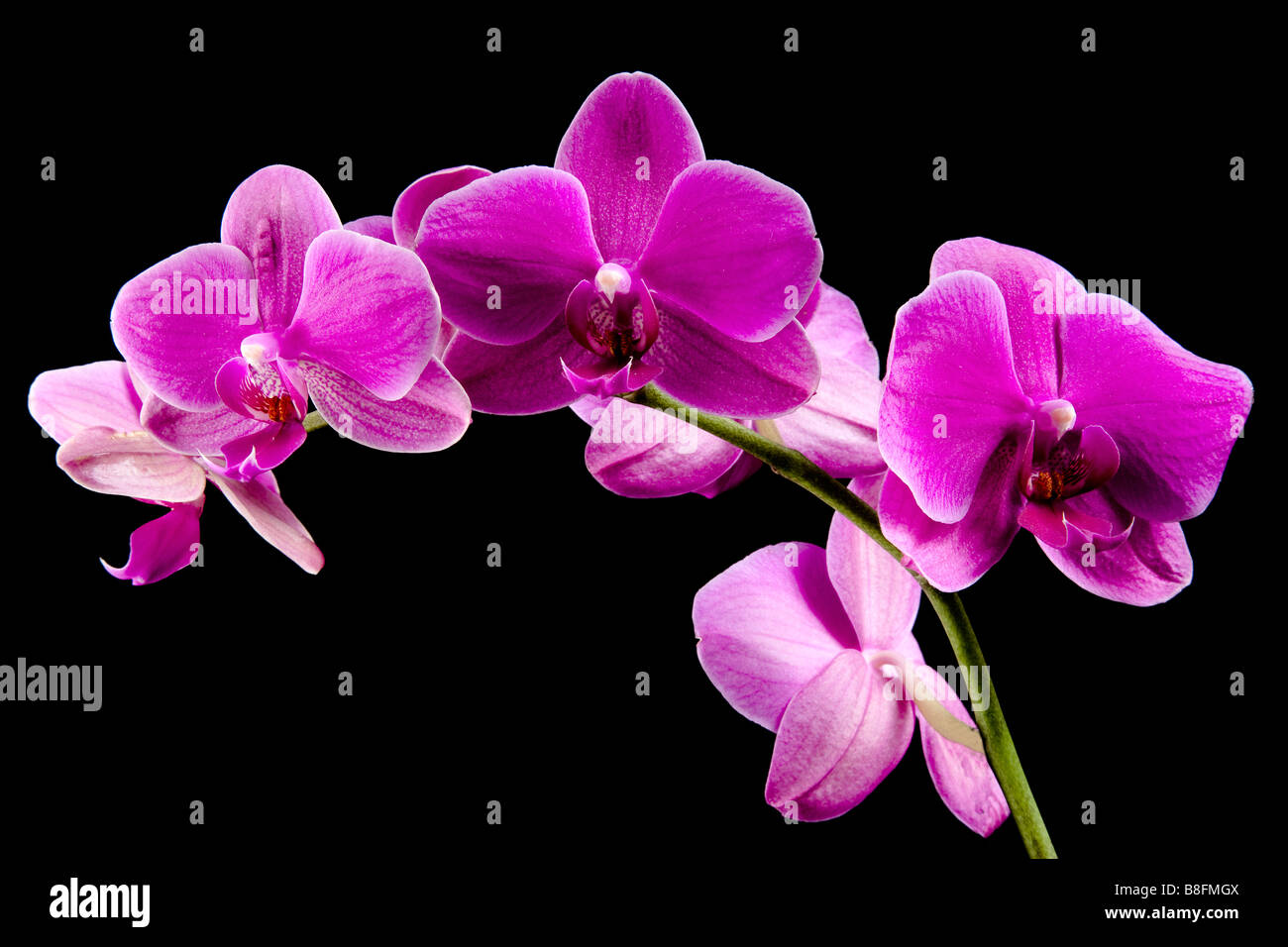 Rosa esotico Orchid Orchidaceae Foto Stock