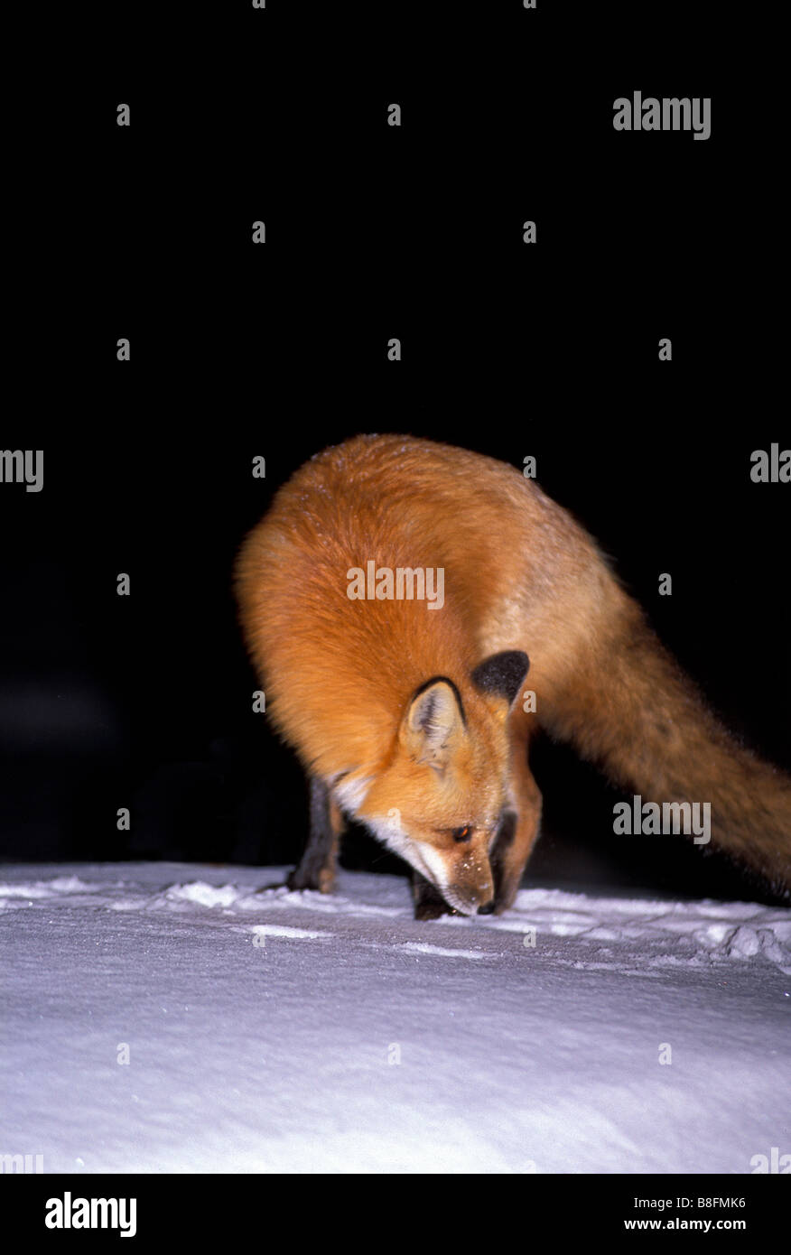 Fox su un snow drift Foto Stock