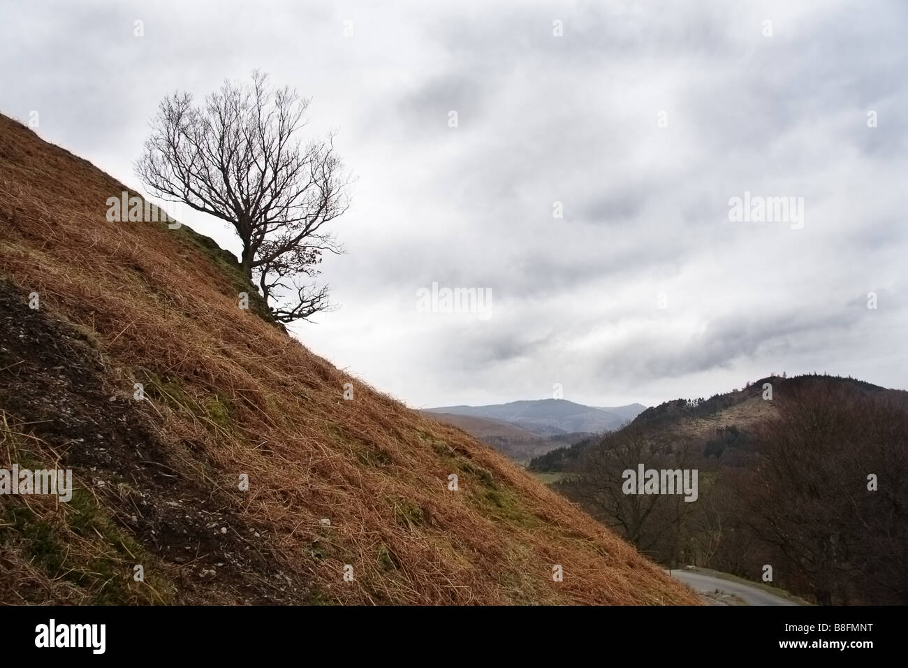 Un albero nel distretto del lago colline Foto Stock