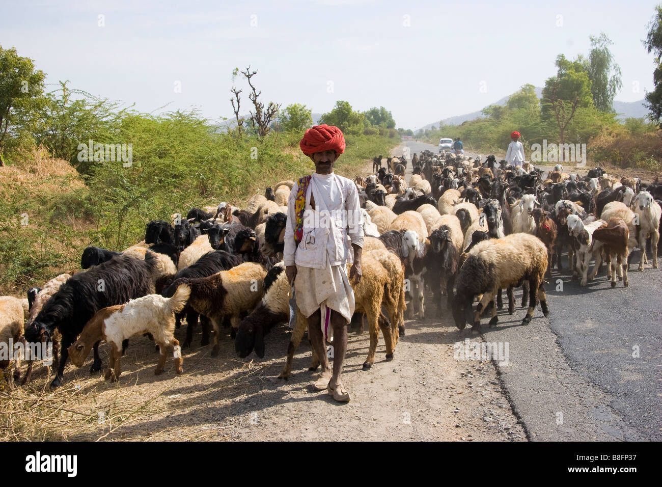 Contadino con capre Rajasthan in India Foto Stock