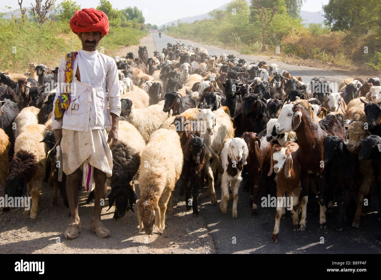 Contadino con capre Rajasthan in India Foto Stock