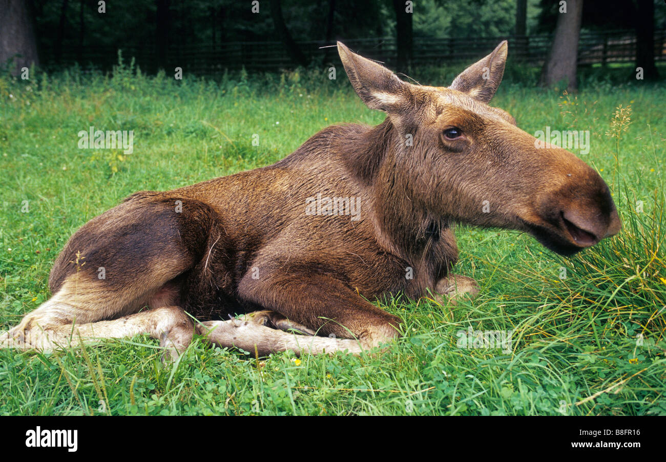 Elk (Alces alces) alla riserva di bisonti, Bialowieza Forest National Park, regione Podlasie, Polonia Foto Stock