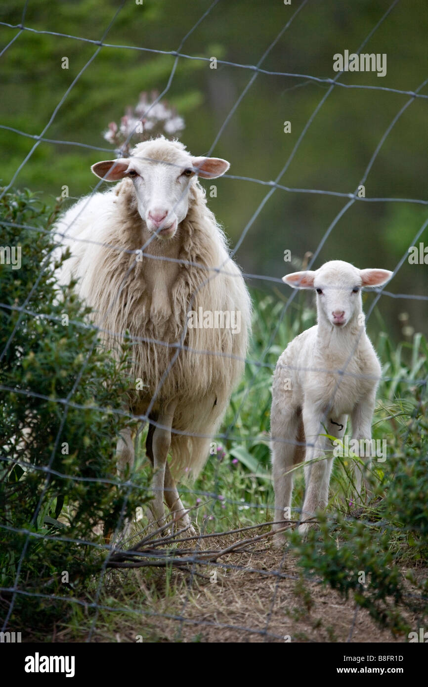 Pecore Sardegna Italia Foto Stock