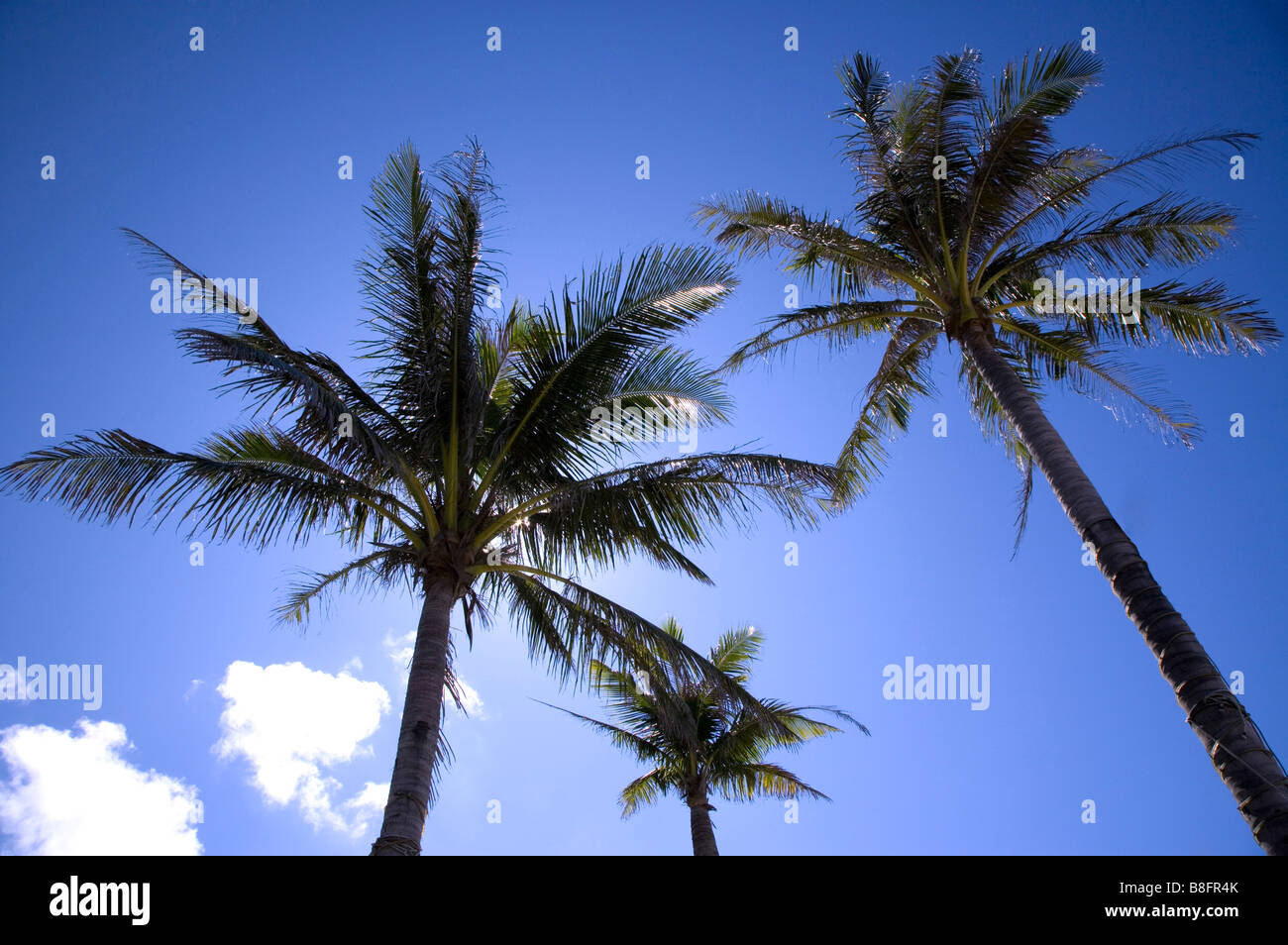 Tre palme di cocco di cielo chiaro Foto Stock
