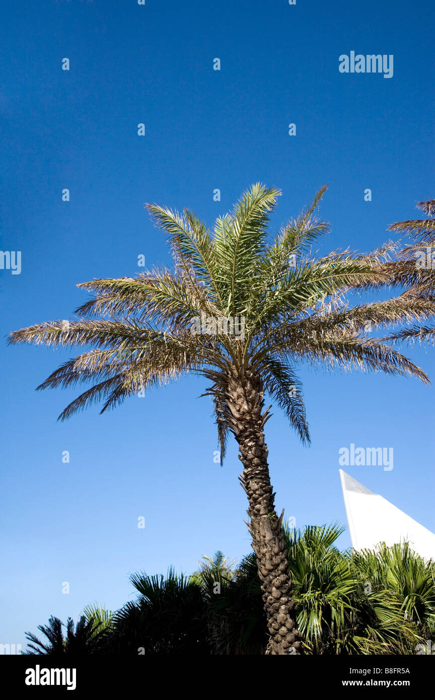 Coconut Palm tree in cielo chiaro Foto Stock