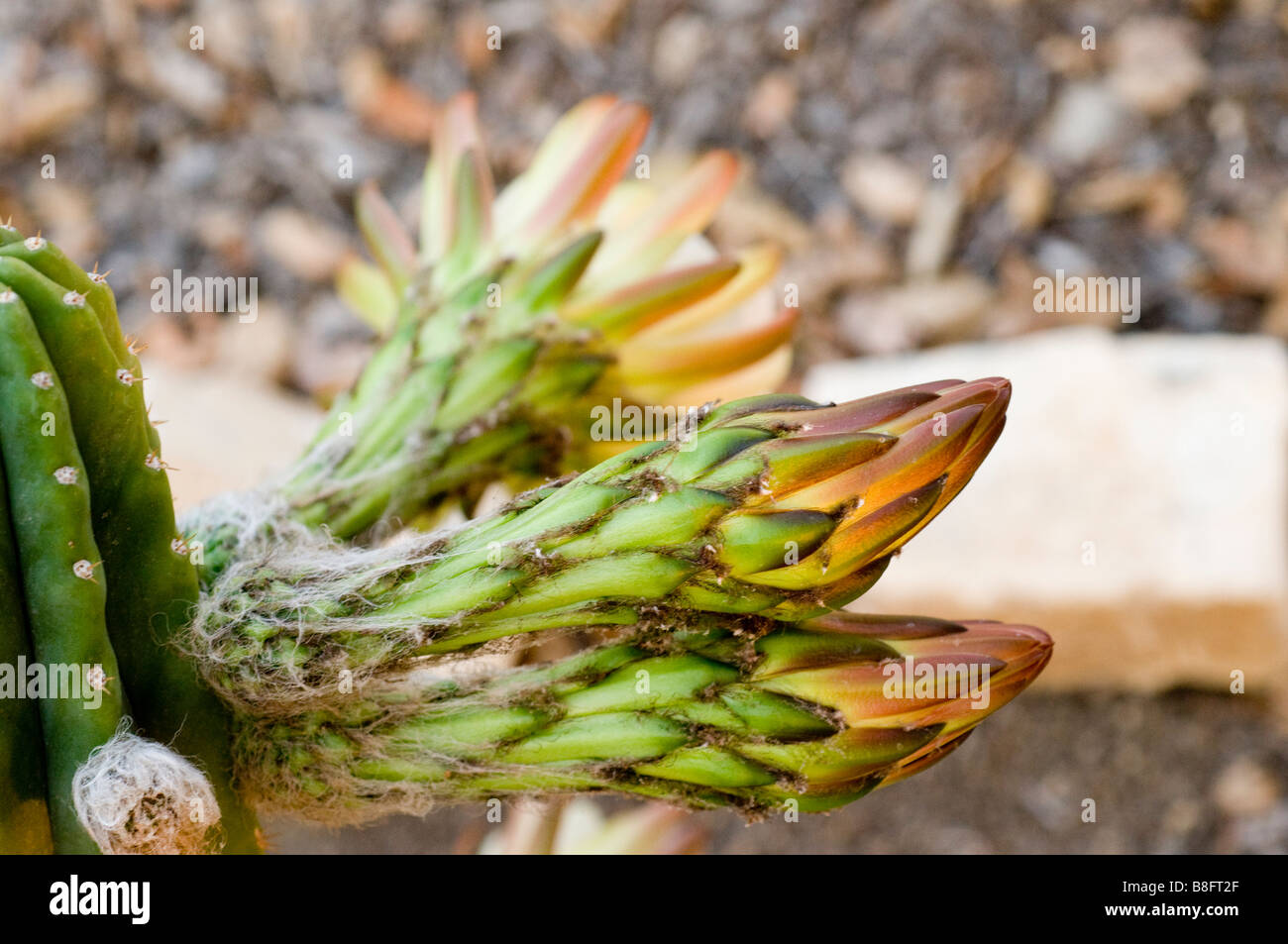 Il fiore di San Pedro Cactus Foto Stock