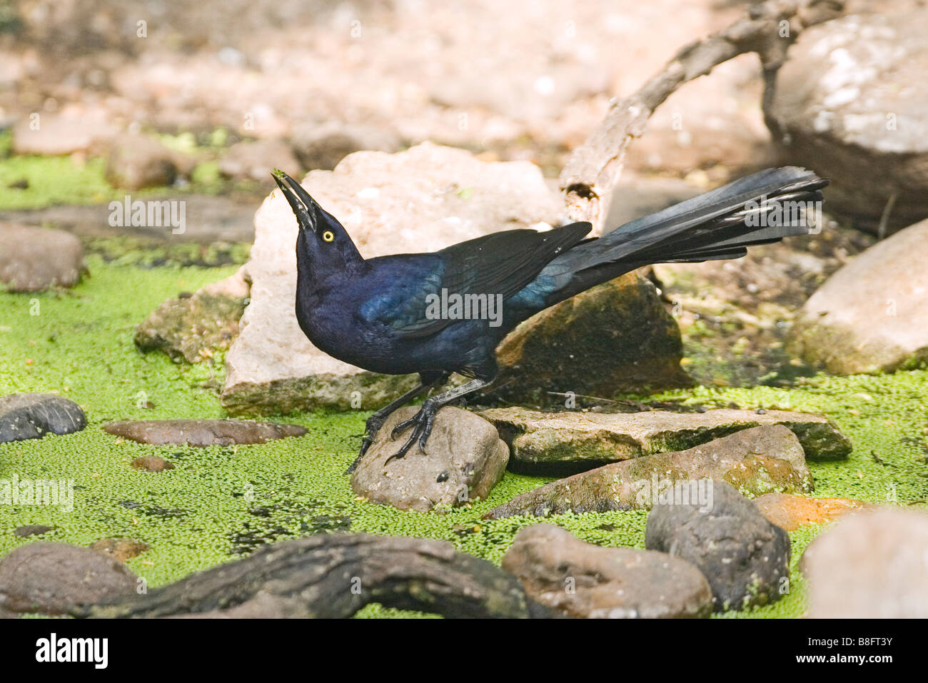 Grande-tailed Grackle Foto Stock