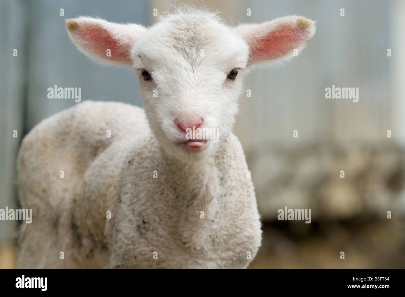 Carino di agnello sul farm bloccata la lingua fuori Foto Stock