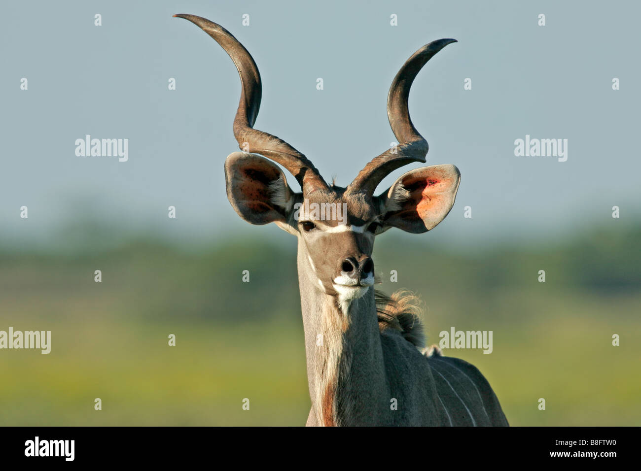 Ritratto di un maschio di Kudu antilope (Tragelaphus strepsiceros), il Parco Nazionale di Etosha, Namibia, Sud Africa Foto Stock