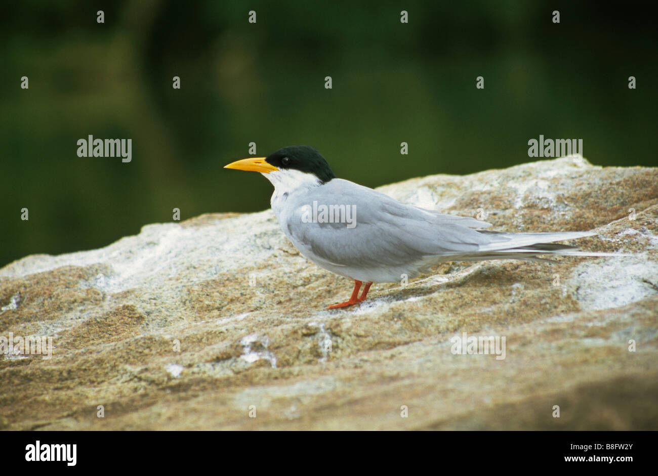 Fiume Tern (sterna aurantia) Rangantittu Bird Sanctuary, India Foto Stock