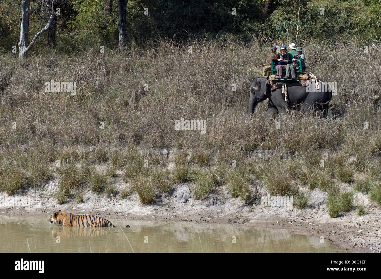 I turisti su un elefante guardando la tigre del Bengala (Panthera tigris) in un waterhole in Bandhavgarh National Park in Madhya Pradesh India Foto Stock