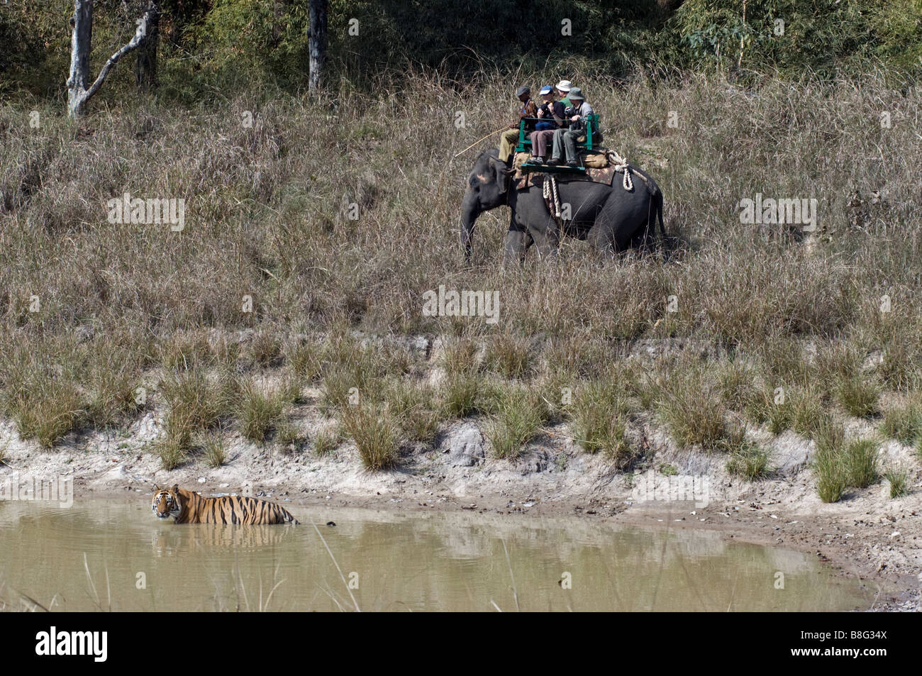 I turisti su un elefante guardando la tigre del Bengala (Panthera tigris) in un waterhole in Bandhavgarh National Park in Madhya Pradesh India Foto Stock