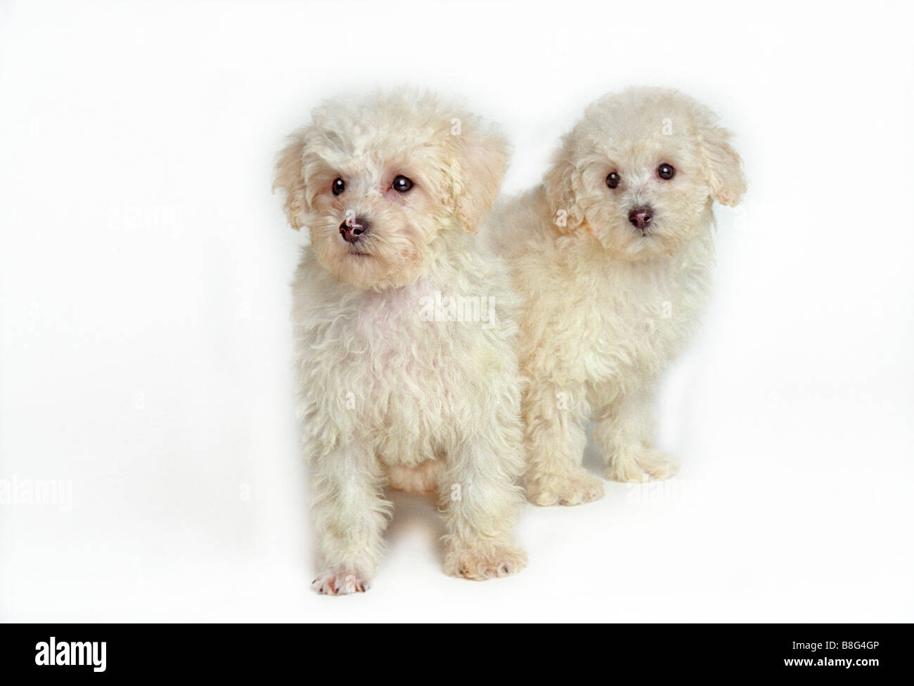 Gatti bianchi gruppo orizzontale cani Cani sfondo bianco Animali Domestici Gli animali domestici puppys Foto Stock