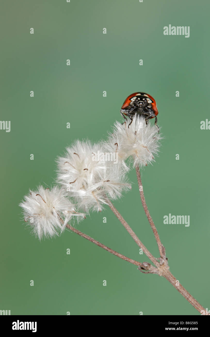 7-spot Coccinella - Coccinella 7-punctata sulle teste di seme Foto Stock