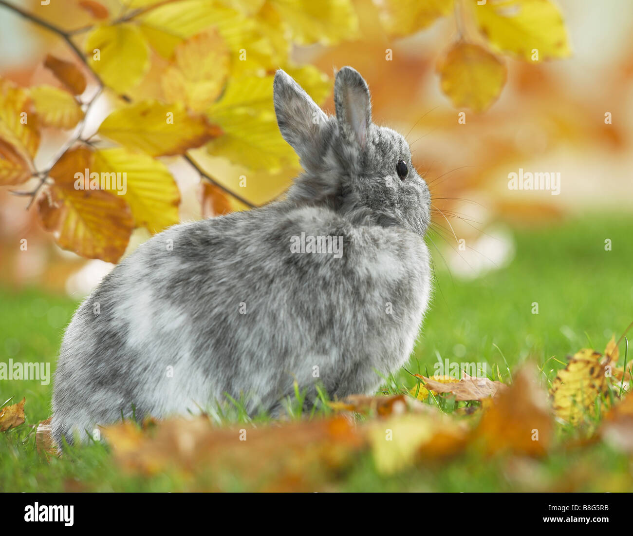Coniglio nano sul prato Foto Stock