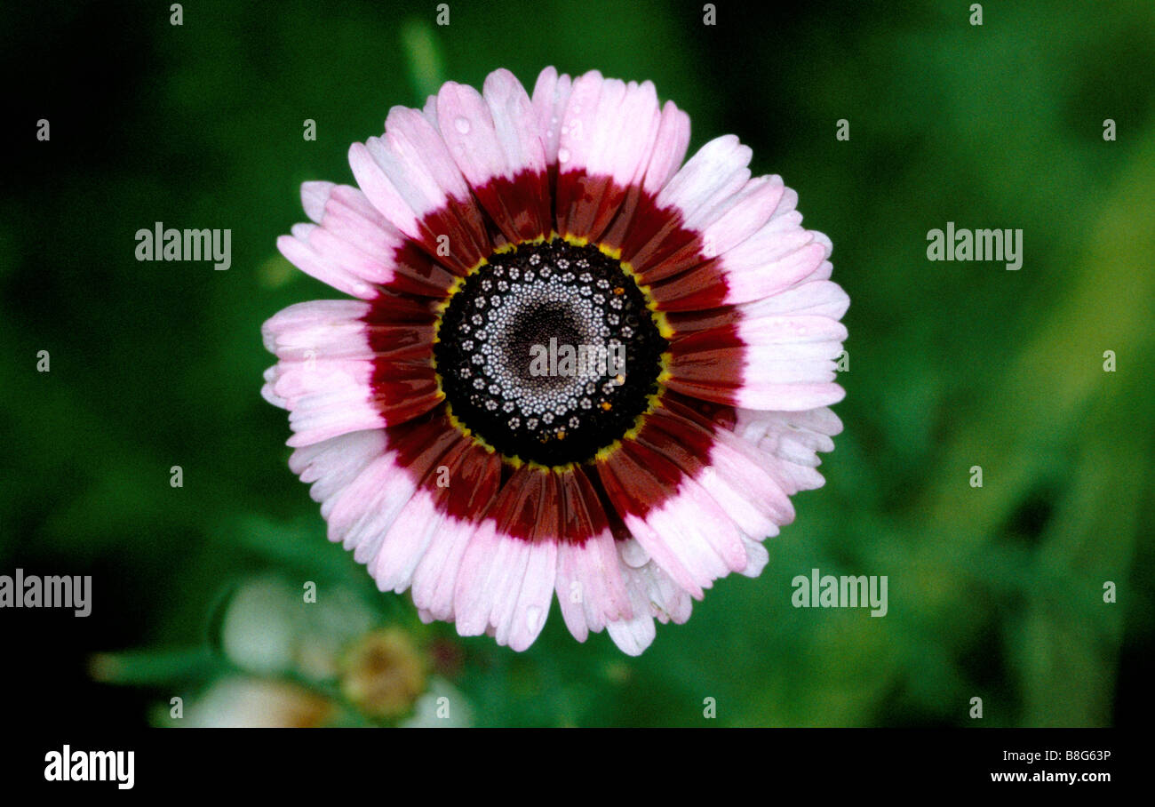 Close up ritratto di un crisantemo carinatum Foto Stock
