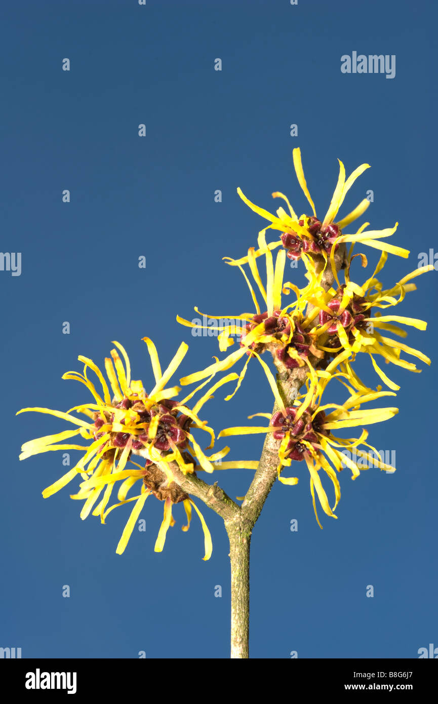 Cinese (Amamelide Hamamelis x intermedia 'Pallida') fiori contro sky garden Adel Leeds West Yorkshire Inghilterra UK Europa Foto Stock