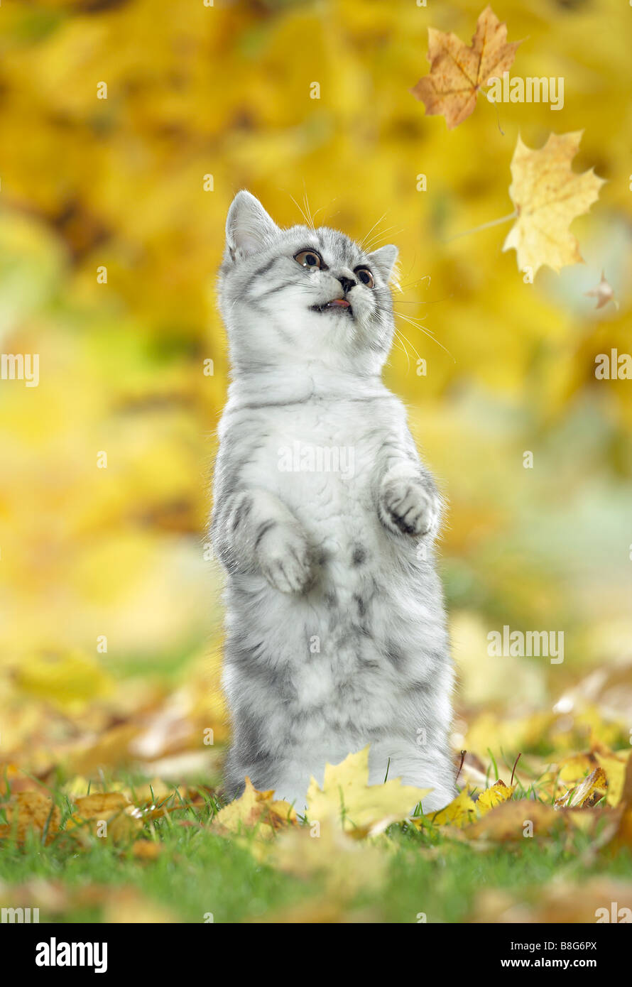 Young British Shorthair cat guardando leaf Foto Stock