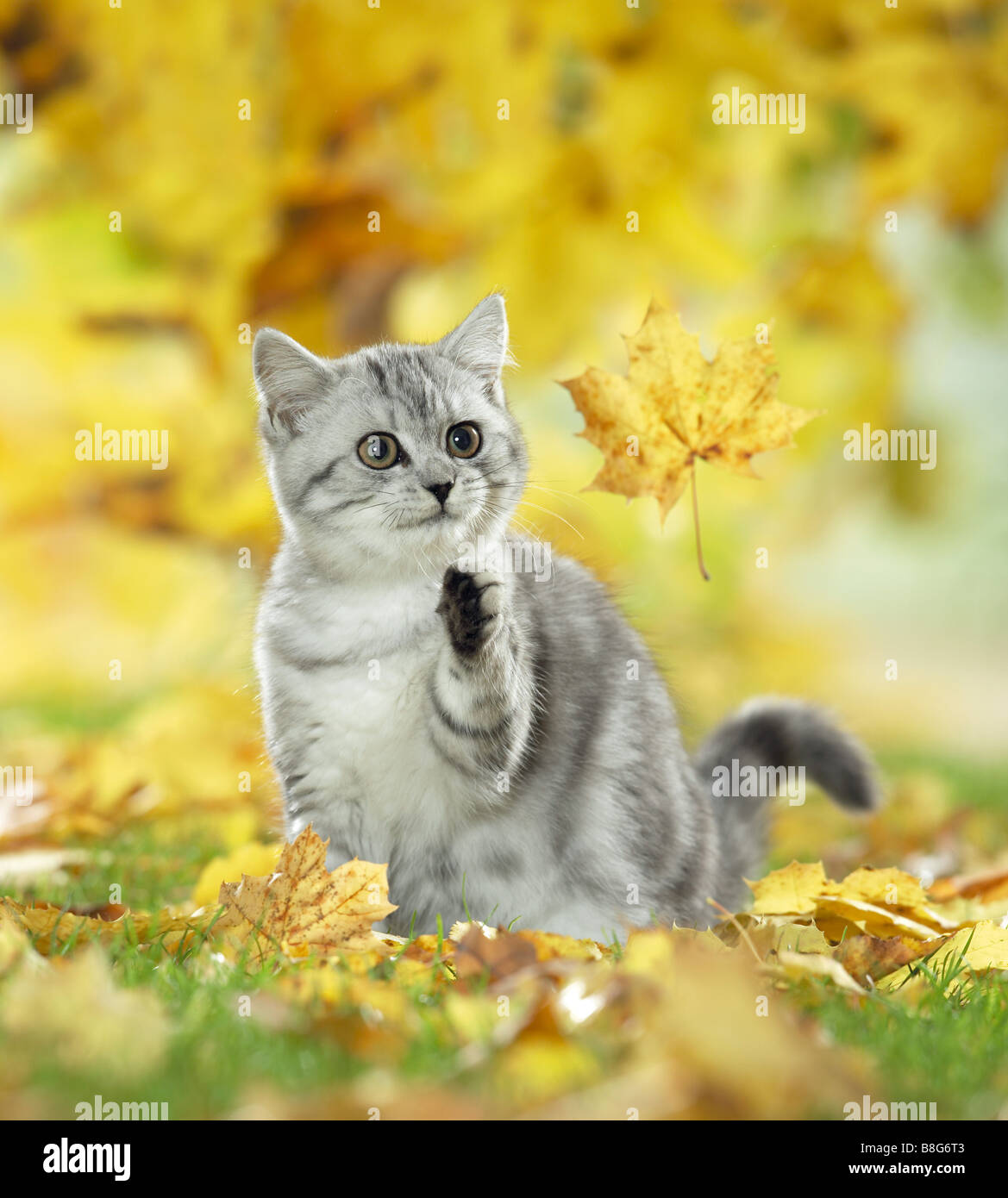 Young British Shorthair cat guardando leaf Foto Stock