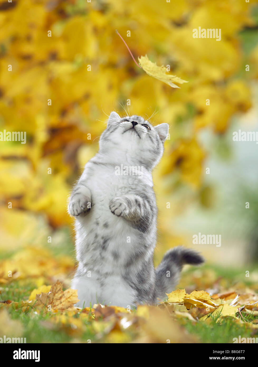 Young British Shorthair cat guardando leaf Foto Stock