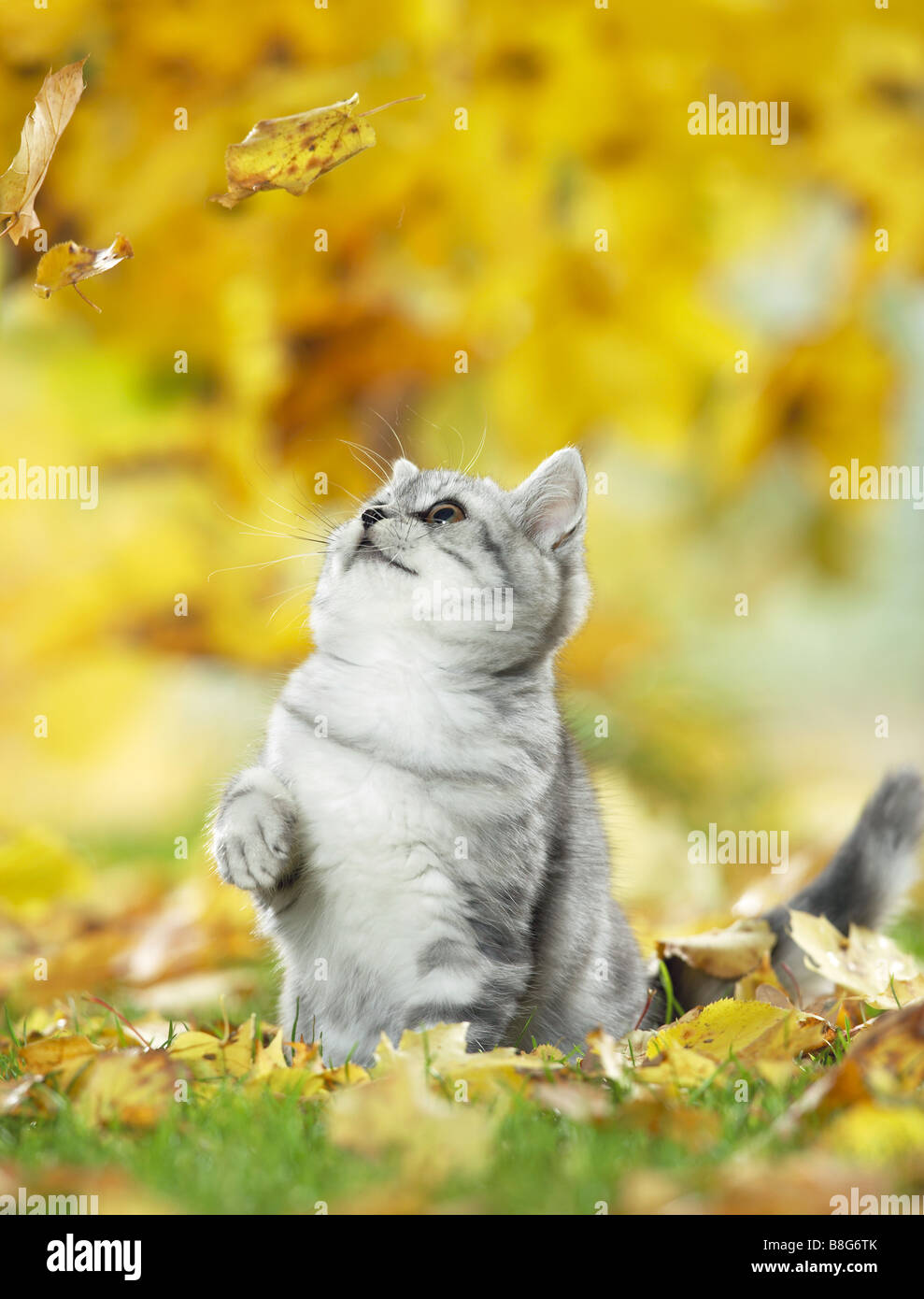 Young British Shorthair cat guardando leaf Foto Stock