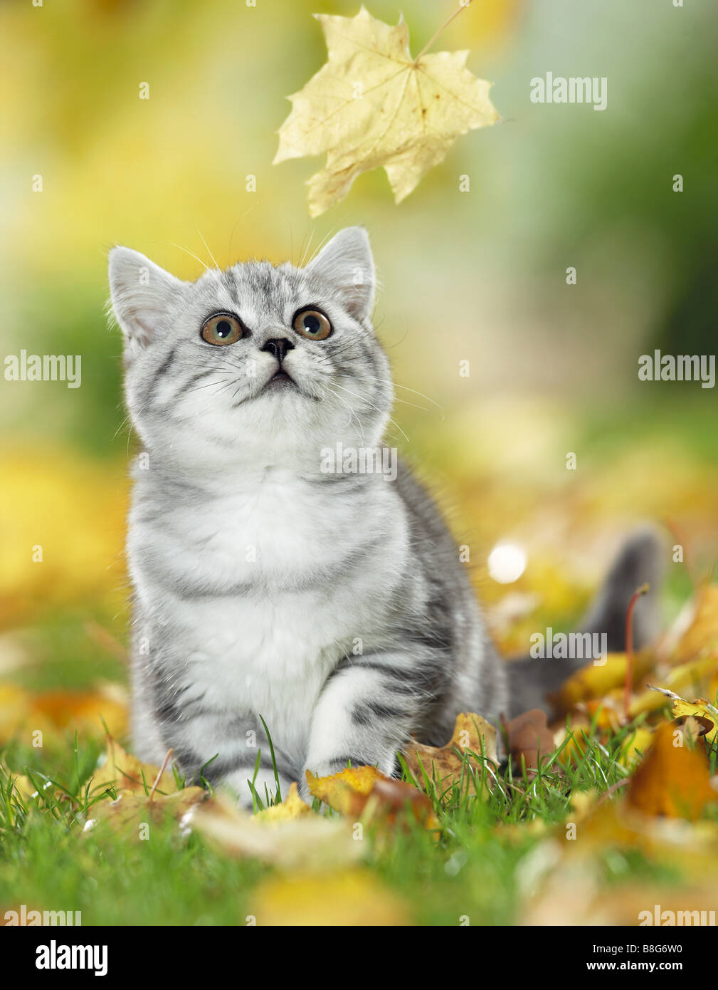 Young British Shorthair cat guardando leaf Foto Stock