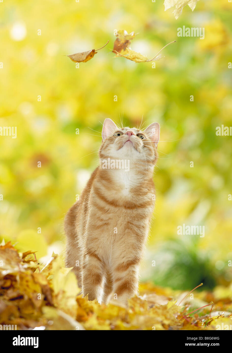 Il gatto domestico guardando leaf Foto Stock