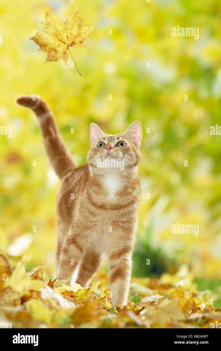 Il gatto domestico guardando leaf Foto Stock