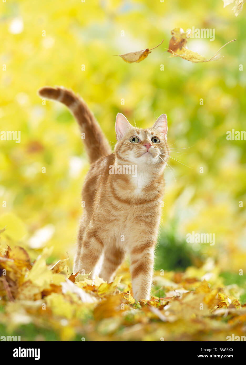 Il gatto domestico guardando leaf Foto Stock