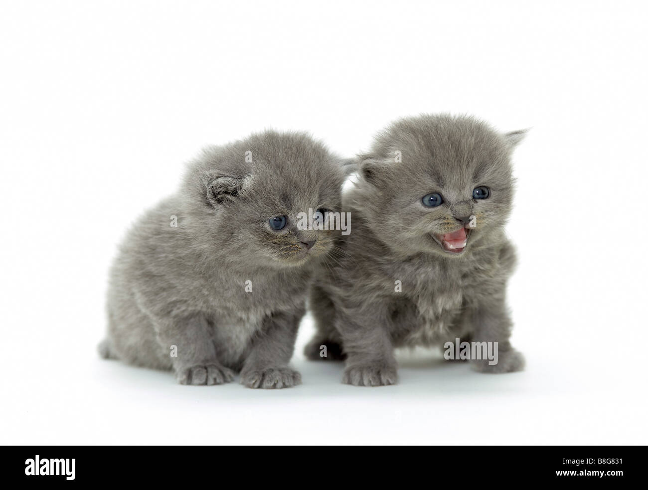 Gatto Certosino - due gattini - tagliare Foto Stock