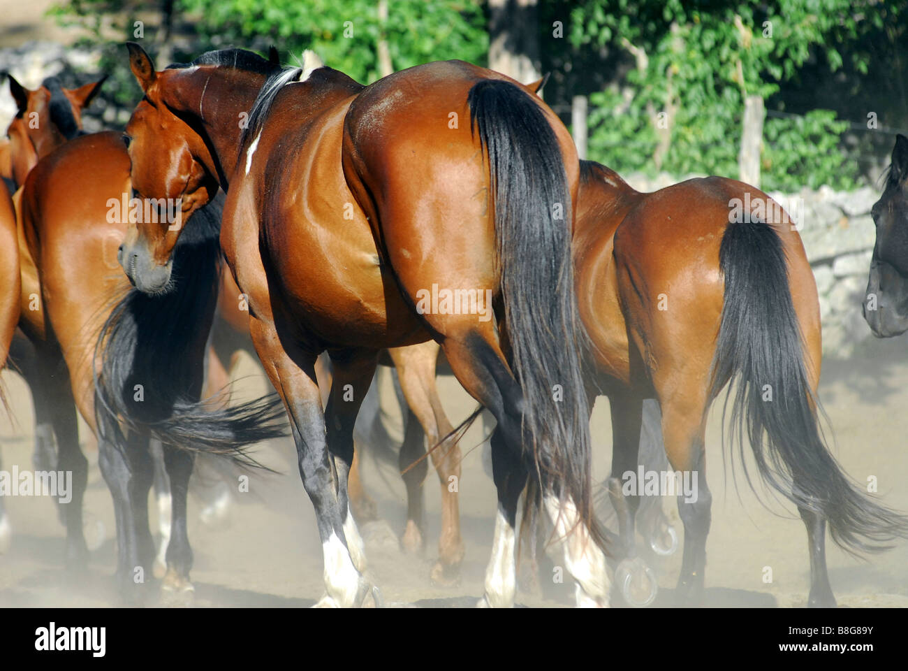 Un piccolo allevamento di cavalli passeggiata attraverso le stalle sollevando la polvere. Foto Stock