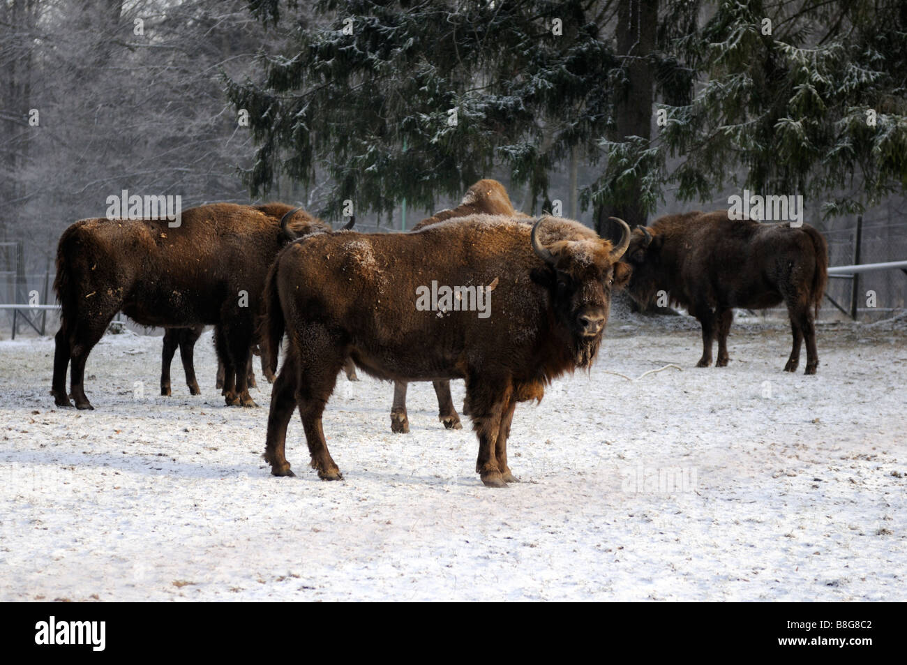 Bisonti Combattenti (bisonti europei), Białowieża foresta Primaeval, Voivodato Podlaskie, Polonia Foto Stock
