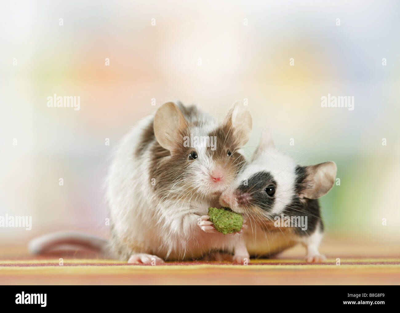 Fancy Mouse, due individui di mangiare una foglia Foto Stock