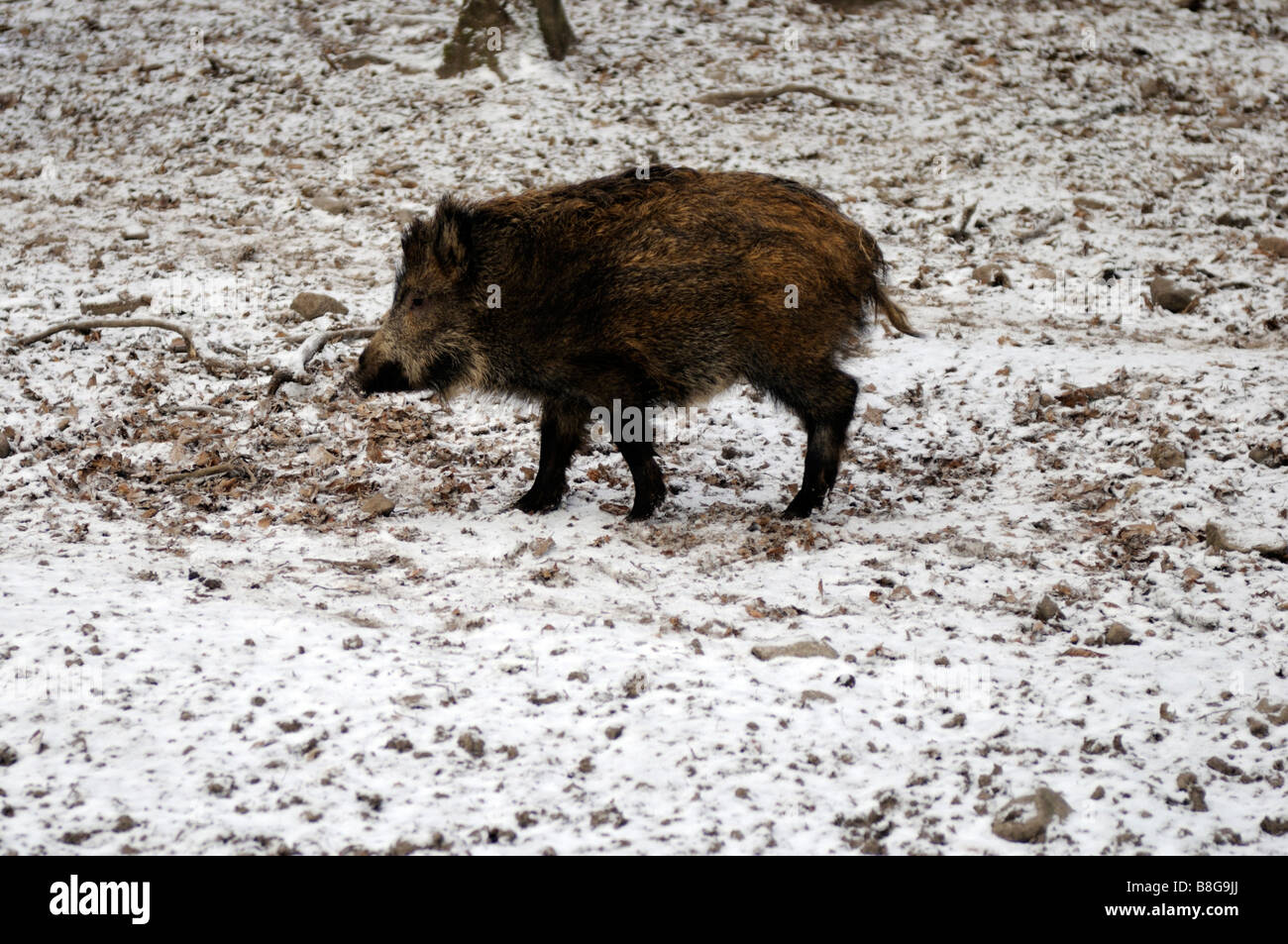 Giovani cinghiali, Białowieża foresta Primaeval, Voivodato Podlaskie, Polonia Foto Stock