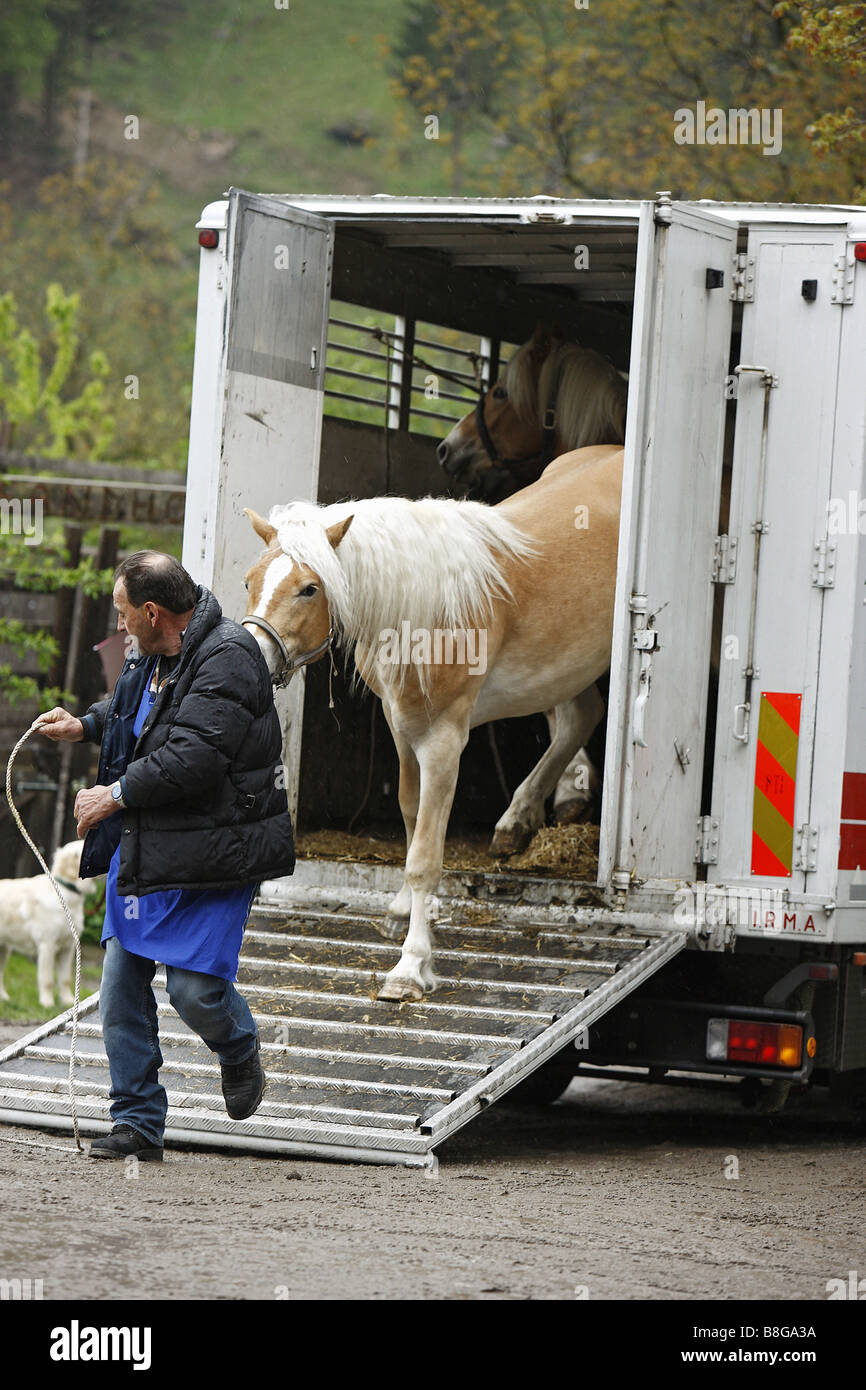 Giovani Cavalli di Razza Haflinger camminare da un cavallo rimorchio Foto Stock