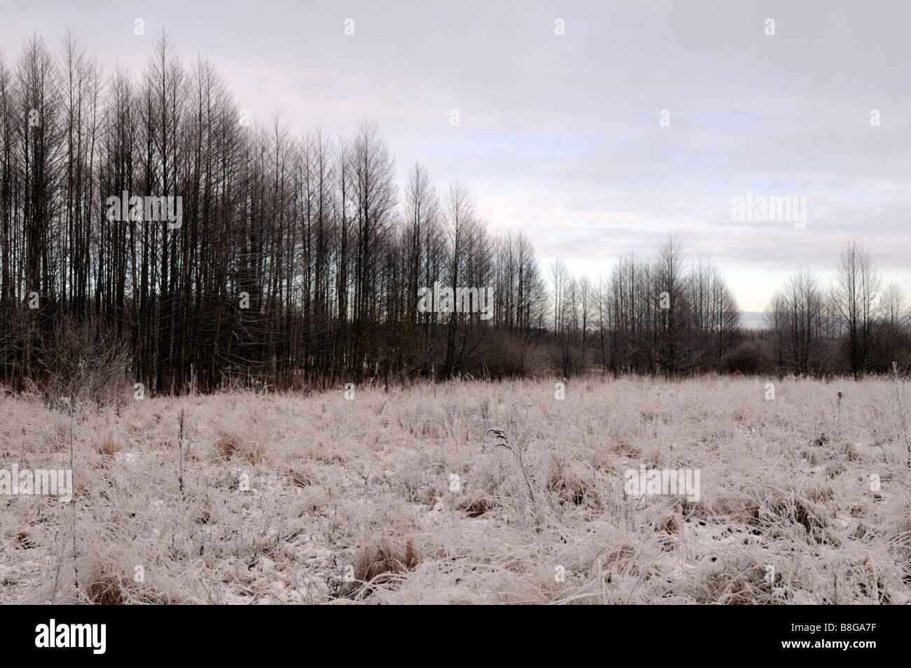 Białowieża foresta Primaeval, Voivodato Podlaskie, Polonia Foto Stock