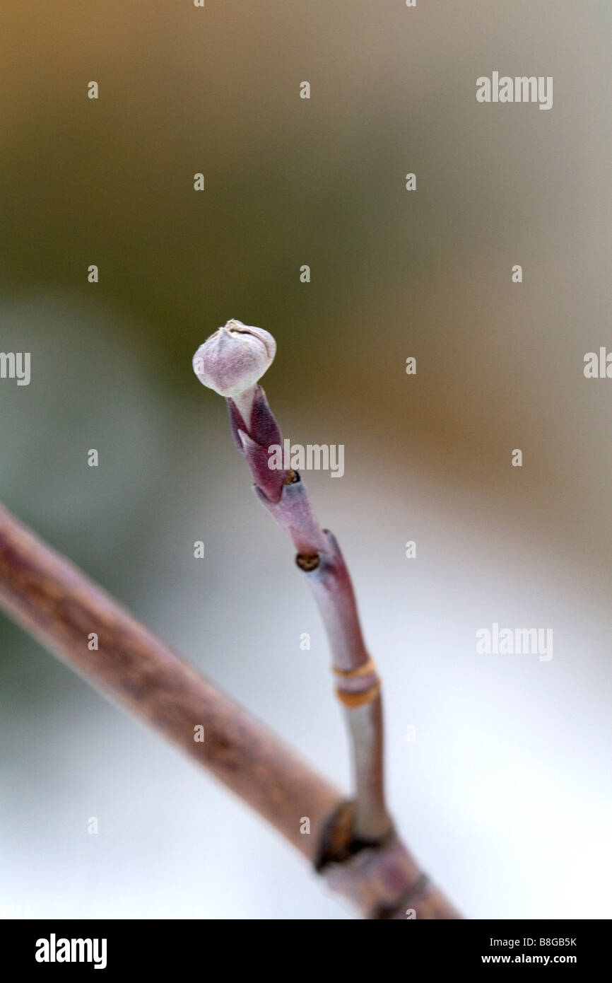 Il germoglio di fiore di un albero di corniolo durante il periodo invernale Foto Stock