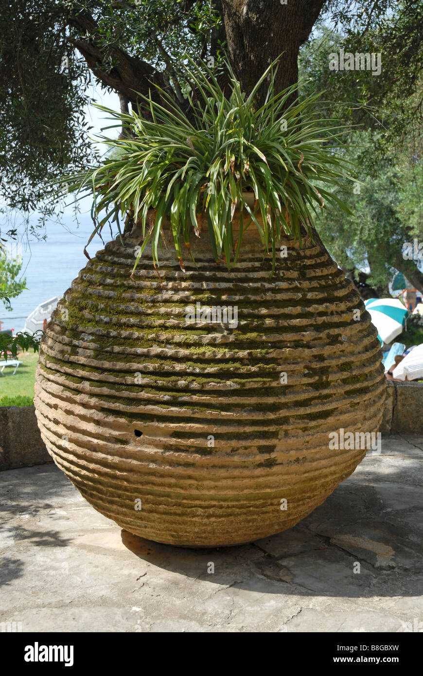 Ampio recipiente in pietra con piante, in piedi nel sole sotto gli alberi sul patio dell'hotel a Corfu Foto Stock