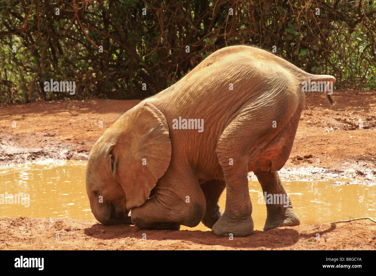 Elefante africano riproduzione di vitello in acqua Foto Stock
