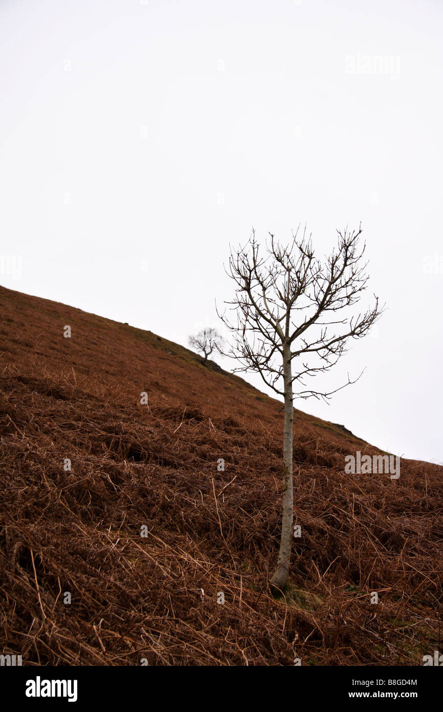 Un albero nel distretto del lago colline Foto Stock