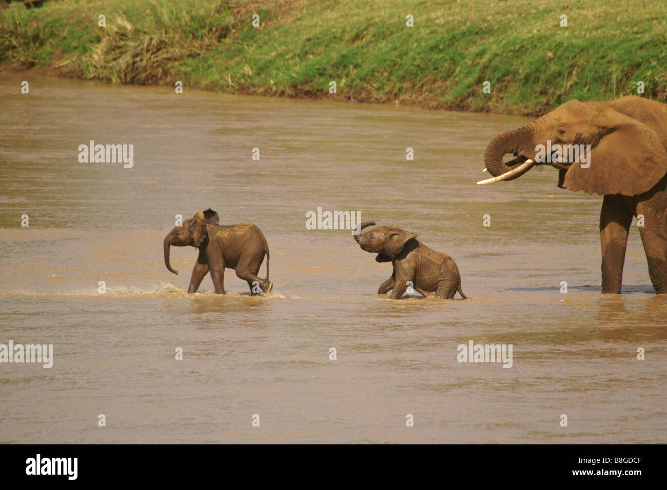 Elefante e neonati Varcando il fiume, Samburu, Kenya Foto Stock
